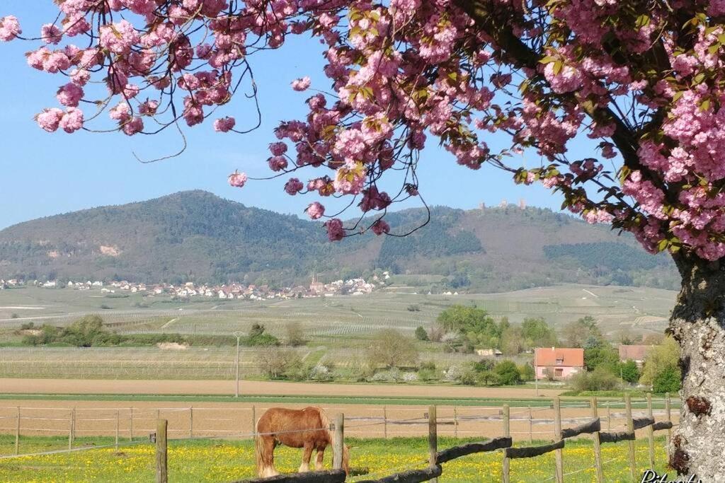 Gite A Eguisheim Proche De Colmar Et Kaysergberg. Exteriör bild