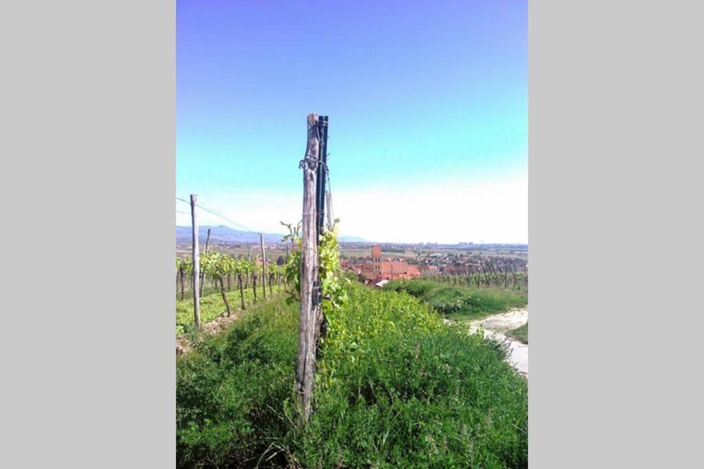 Gite A Eguisheim Proche De Colmar Et Kaysergberg. Exteriör bild